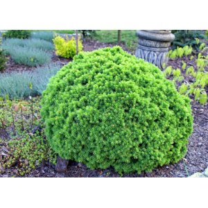 Smrek biely (Picea glauca) ´ALBERTA GLOBE´ – výška 5-15 cm, Ø 5-10 cm, kont. C2L